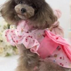 ❣️犬の服 新品 🍀格安 SSから犬種とサイズを言って頂ければ可能な限りお持ちします。の画像