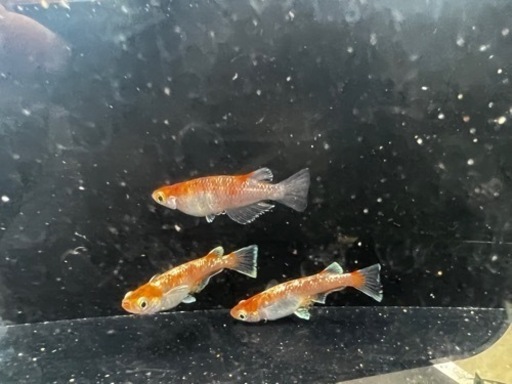 極上　銀鱗紅玉　種親クラス　トリオ　めだか