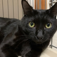 人懐っこい綺麗なまっ黒猫です(*^^*)