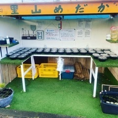 里山めだか無人販売所　タマミジンコとエビ　9月6日　OPEN