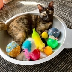 さび猫のココアちゃん♡