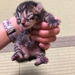 2022.9.2生まれ、生まれたばかりのオス猫の里親募集