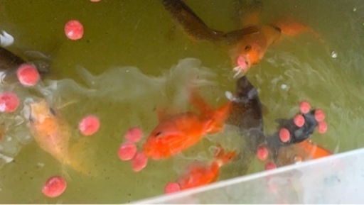 発送できます！全て個体セット某有名ブリーダー金魚　良いサイズ