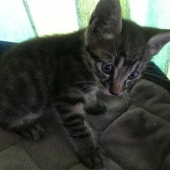 保護猫ちゃん♪里親様のお願いです♪