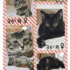 保護猫を迎えよう‼️♀️♂️生後4ヶ月！