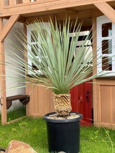 ユッカ  ロストラータ  ブルーサンダー  発根済み②