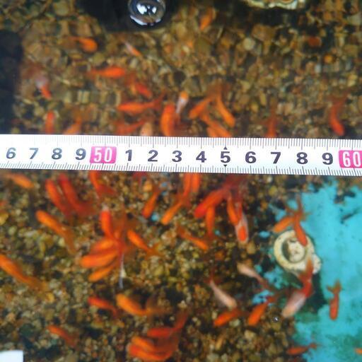 オランダ獅子頭当歳魚