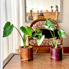 斑入り観葉植物教室！斑入りクワズイモ　今が植え替えの時期で全てがわかる！　失敗しない育て方！高級観葉植物を育ててみませんか？　販斑入り　クワズイモ編」（常総市）の画像