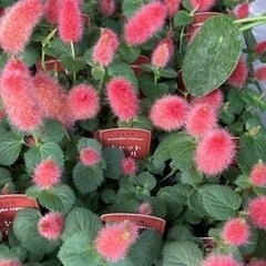 キャットテールの画像