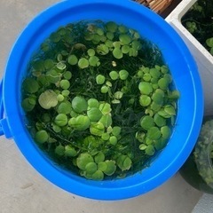 （取引中）ナヤス　バケツ一杯の画像
