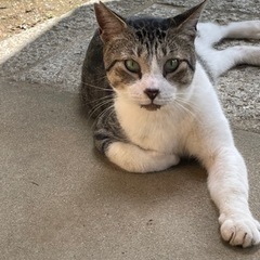 【迷い猫】白キジ柄　右耳カットあり　袖ケ浦市のぞみ野付近
