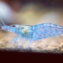 【10尾】ブルーベルベットシュリンプの画像