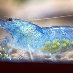 【10尾】ブルーベルベットシュリンプ