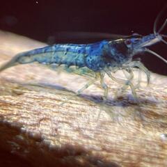 【10尾】ブルーベルベットシュリンプの画像