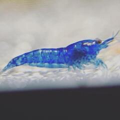 【10尾】ブルーベルベットシュリンプの画像
