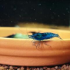 【10尾】ダークブルーチェリーシュリンプの画像