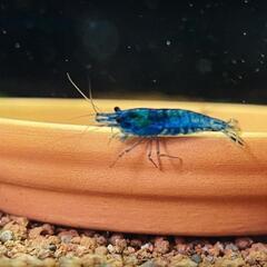 【10尾】ダークブルーチェリーシュリンプ