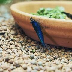 【10尾】ダークブルーチェリーシュリンプの画像