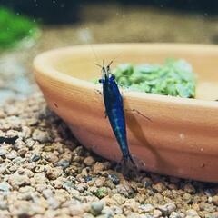 【10尾】ダークブルーチェリーシュリンプの画像