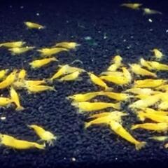 【10尾】ストライプイエローチェリーシュリンプの画像