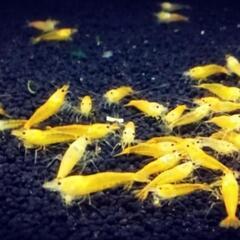 【10尾】ストライプイエローチェリーシュリンプの画像