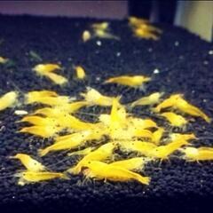 【10尾】ストライプイエローチェリーシュリンプの画像