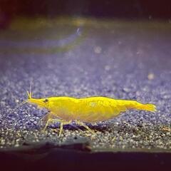 【10尾】ストライプイエローチェリーシュリンプの画像