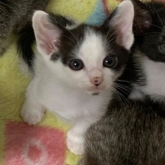 里親さん決定しました！ありがとうございましたm(*_ _)m