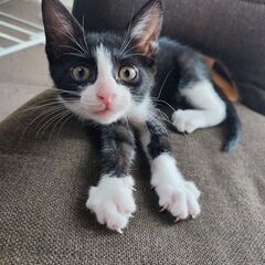 (再募集)人大好き甘えん坊　子猫里親募集！！