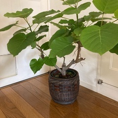 ウンベラータ　観葉植物