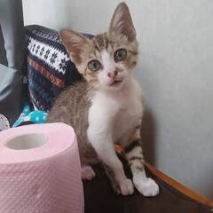 お話し中です　　里親募集　