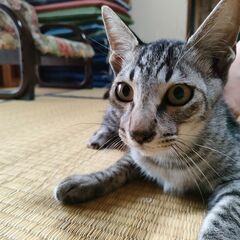 サバトラオス、生後４か月、お譲りします！