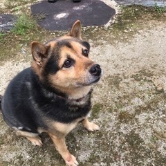 里親を募集しています