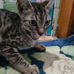 サバトラ♂、生後４か月、お譲りします！