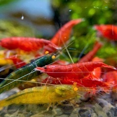 【15尾】スーパーレッドチェリーシュリンプ（極火蝦）の画像