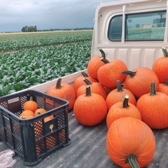 ハロウィンカボチャ　送料込み
