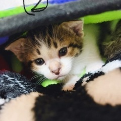 ☆ご家族募集中☆ - 猫
