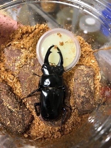 【配送可】カブト・クワガタ詰め合わせセット　2セット限定