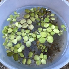 水草