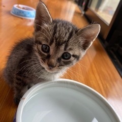 募集終了⭐︎子猫の里親