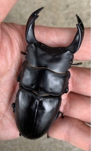 ■■国産オオクワガタ奈良輪川西元木SP血統ペア