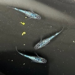 メダカ　サファ王　若魚トリオ