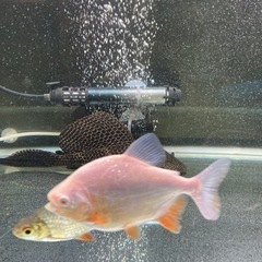 徳島県の熱帯魚の中古が安い！激安で譲ります・無料であげます｜ジモティー