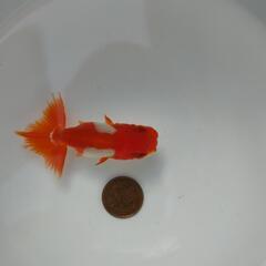 らんちゅう 3歳