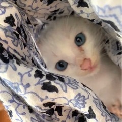 ７月２４日生まれ６兄妹です　