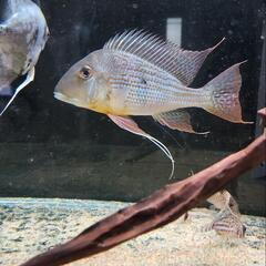(取引中)熱帯魚３匹