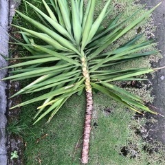 観葉植物 幸福の木 ドラセナ 約150cm