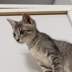 決まりました。希少ブルークリーム子猫マンチカン風