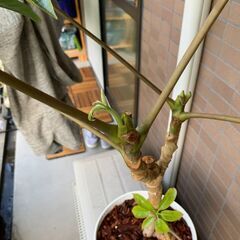 大型観葉植物　ツピタンサスの画像