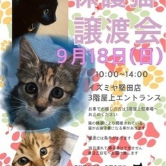 保護猫の譲渡会　9/18(日)
